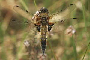 Four-spotted Chaser