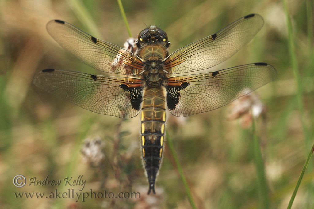 Four-spotted Chaser