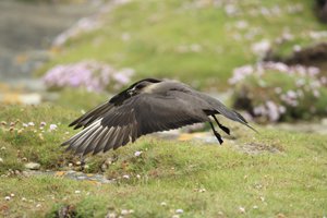 Arctic Skua Takes Flight