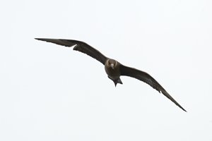 Arctic Skua Flying