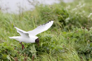 Black Headed Gull Hovering