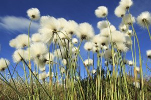 Bog Cotton