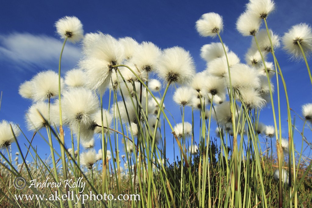 Bog Cotton