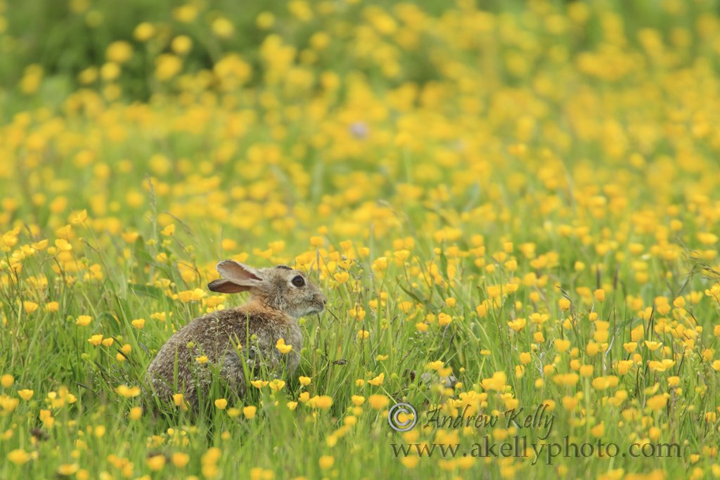 Brown Hare in Buttercups