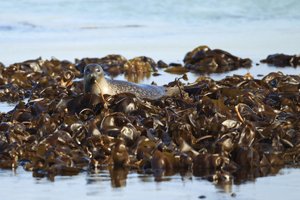 Common Seal Hauled out on Seaweed