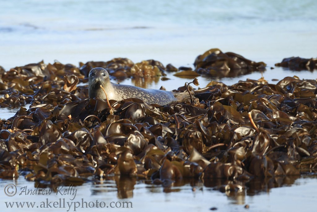 Common Seal Hauled out on Seaweed