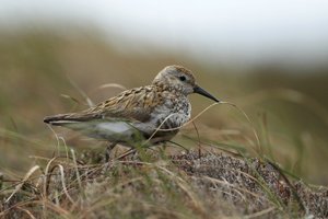 Dunlin on Heather