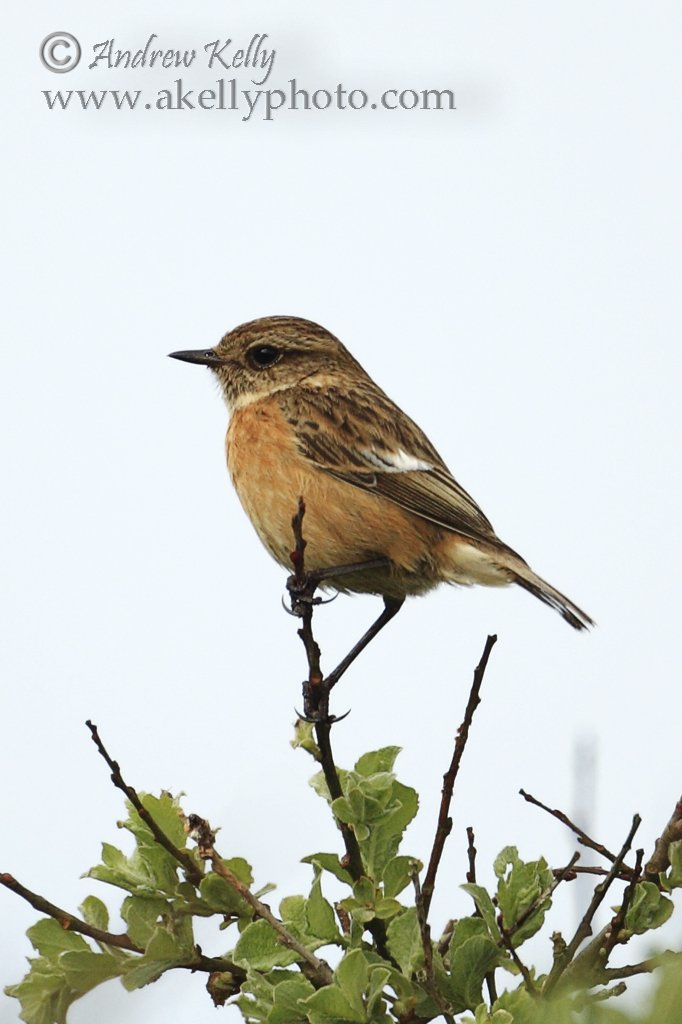 Female Stonechat