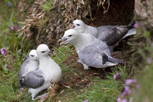 Fulmar Territorial Dispute