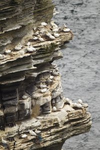 Gannet Colony Westry