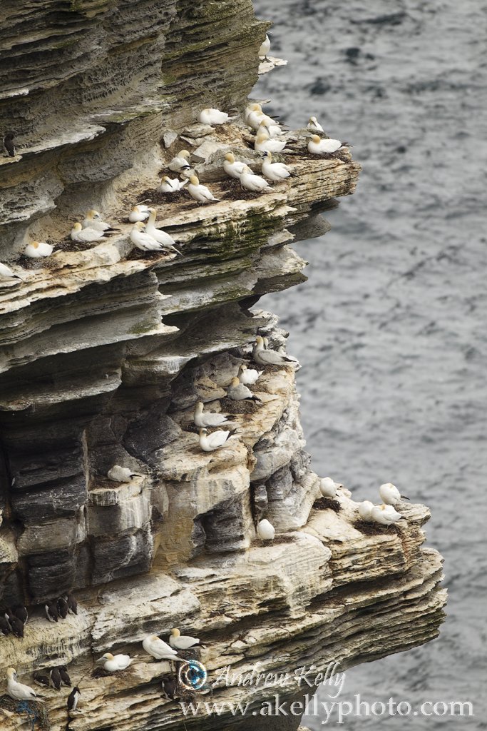 Gannet Colony Westry