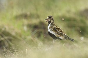 Golden Plover Calling