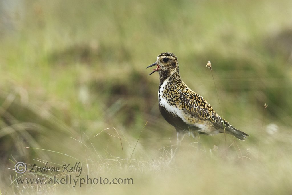 Golden Plover Calling