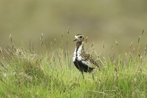 Golden Plover in the Grass