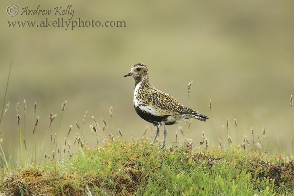 Golden Plover on Heather