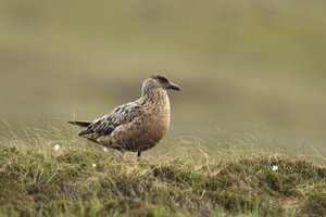 Orkney Islands