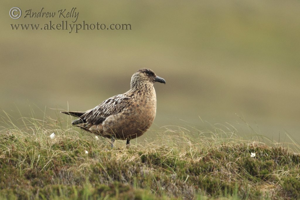 Great Skua on Grass