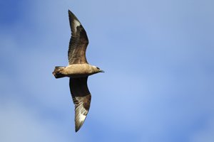 Great Skua in Flight