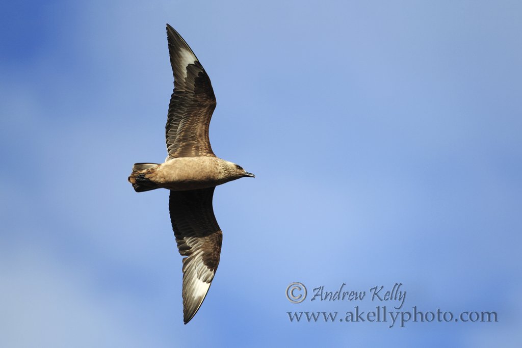 Great Skua in Flight