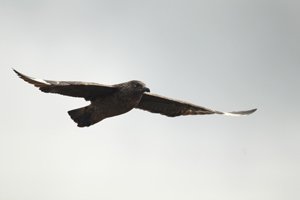 Great Skua on Heather