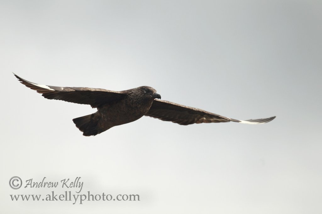 Great Skua Flying