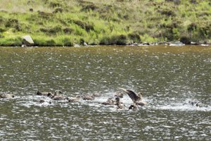 Arctic Skuas Bathing