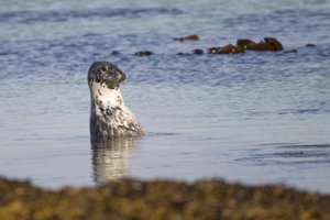 Grey Seal Popping Head Out of Water to Investigate