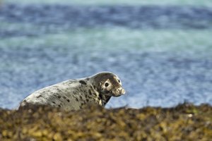 Grey Seal Hauled out on Seaweed