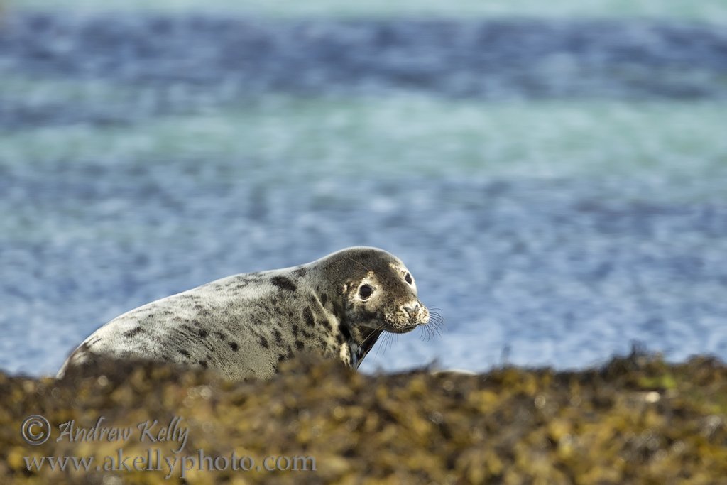 Grey Seal Hauled out