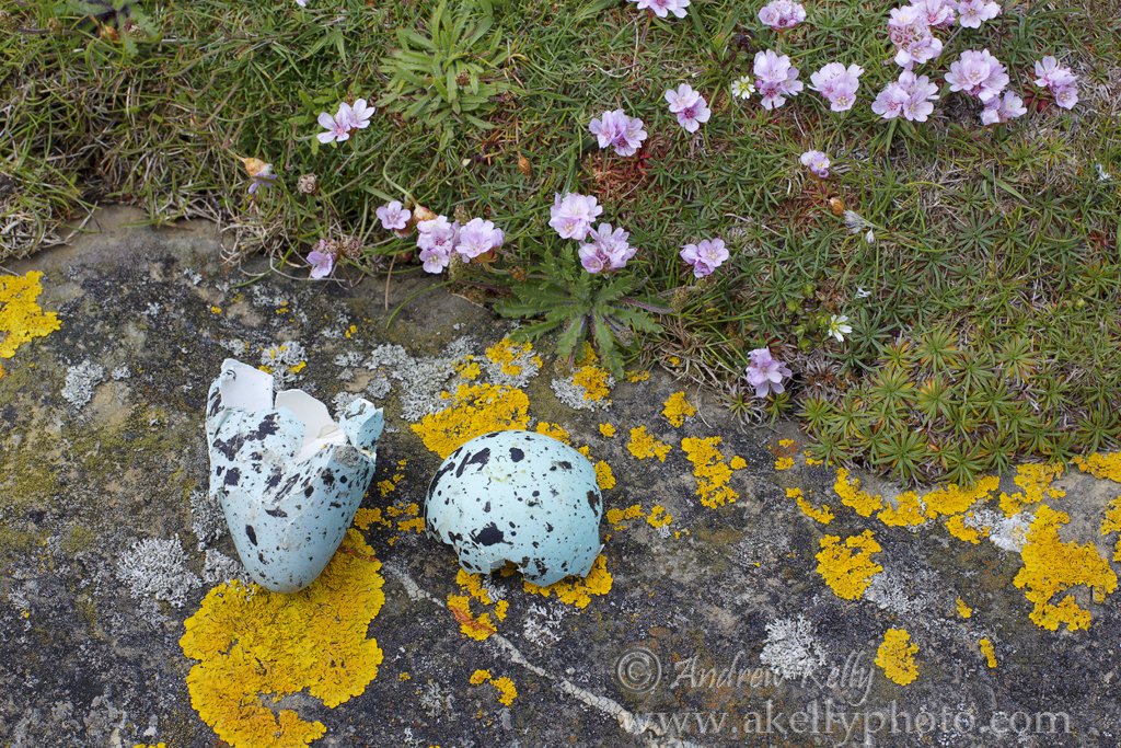 Predated Guillimot Egg