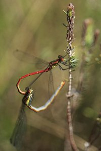 Large Red Damselfly