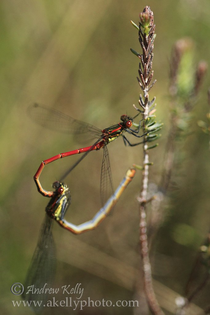 Large Red Damselfly