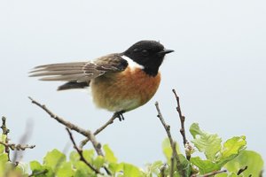 Male Stonechat with Wings spread