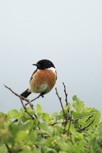 Male Stonechat