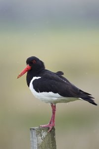 Oystercatcher on Post