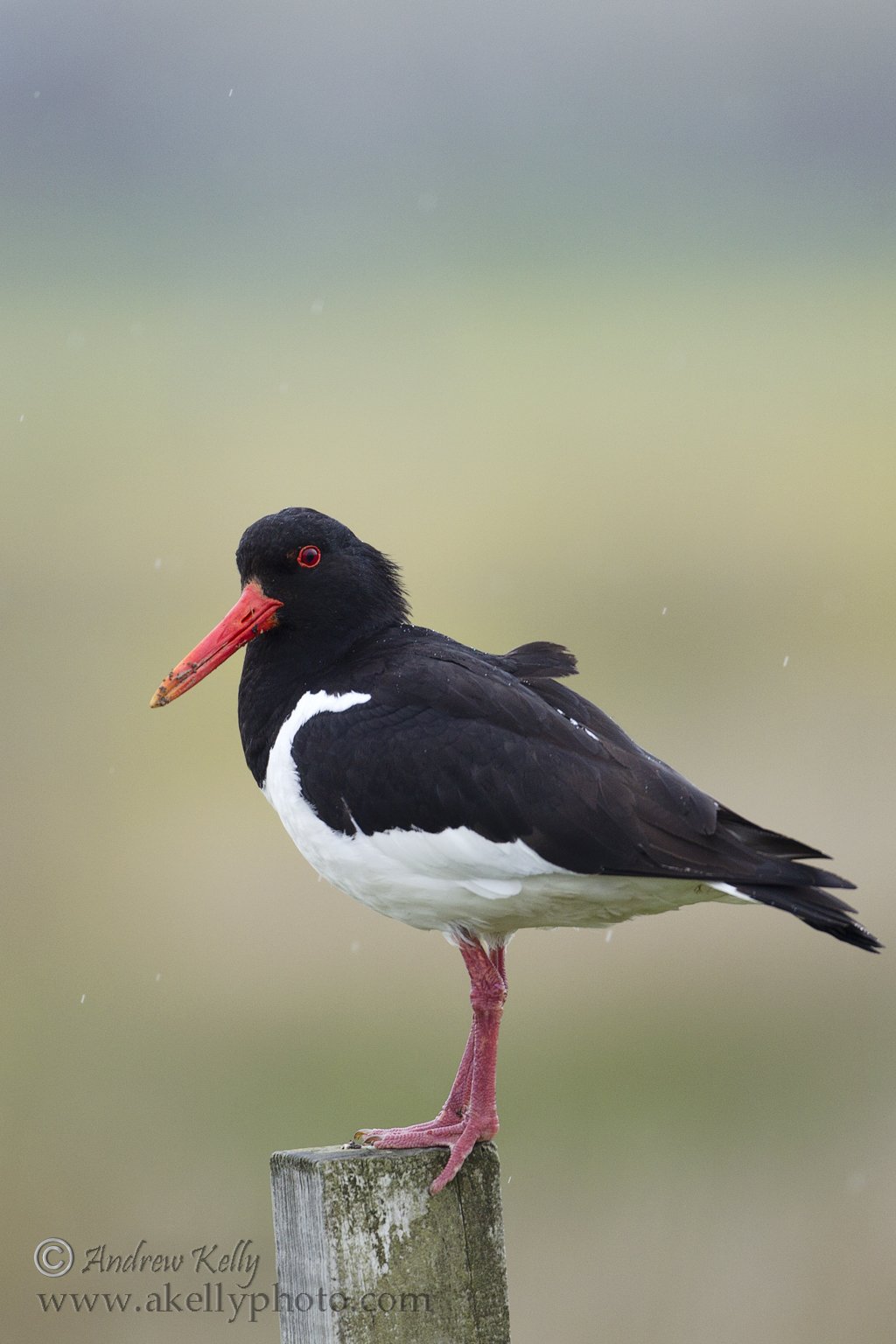 Oystercatcher on Post