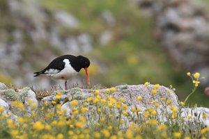 Oystercatcher on Rock