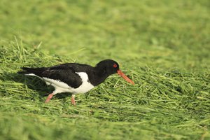 Oystercatcher Searches Grass