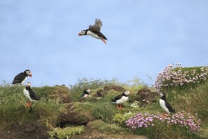 Puffin Landing at Colony