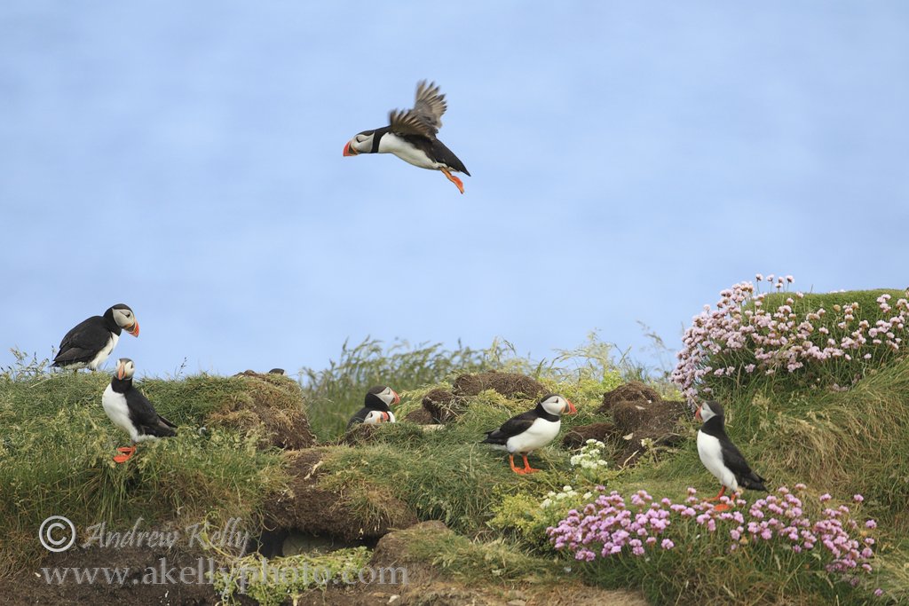 Puffin Landing at Colony