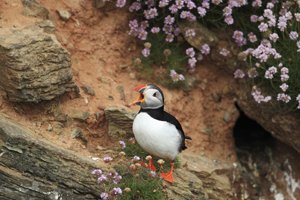 Puffin Opening Mouth