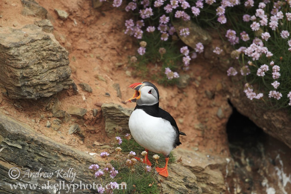 Puffin Opening Mouth