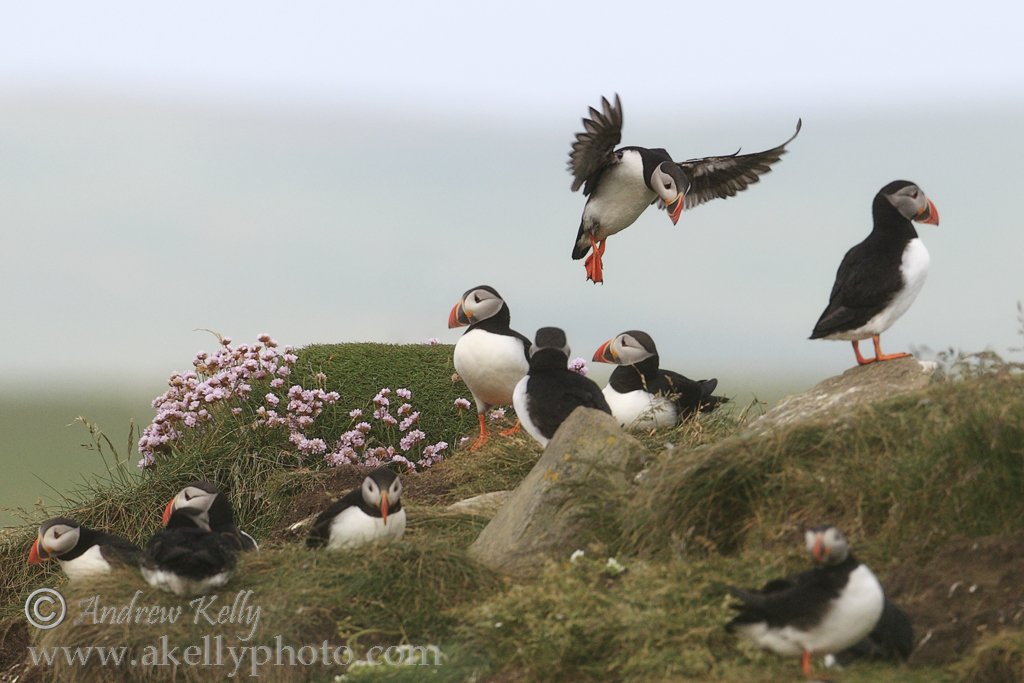 Puffin Colony