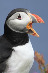 Puffin Opening Beak