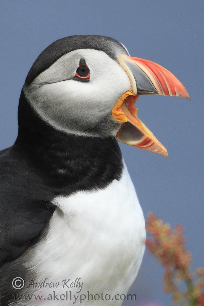 Puffin Opening Beak