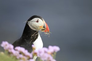 Puffin with Grass in Bill