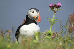 Puffin and Red Campion