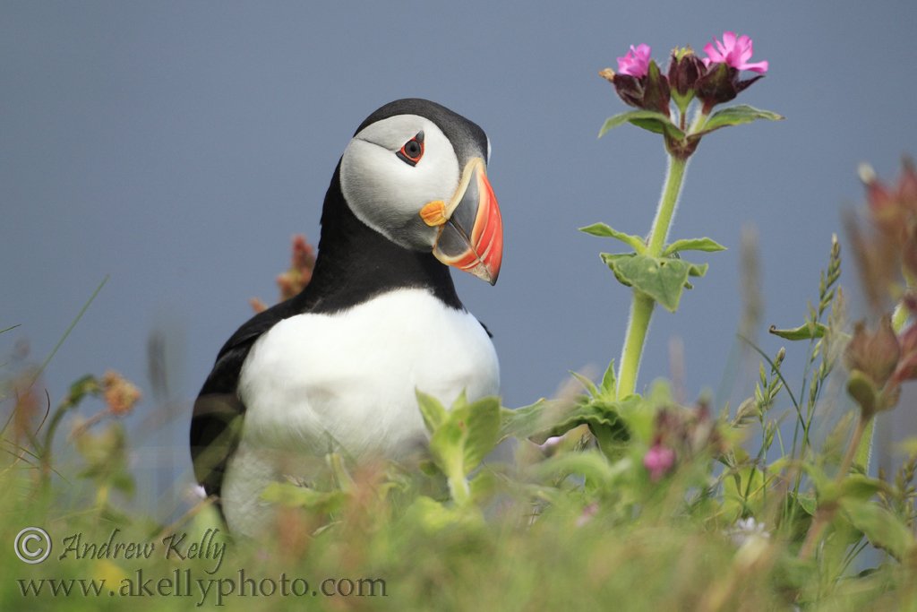 Puffin and Red Campion