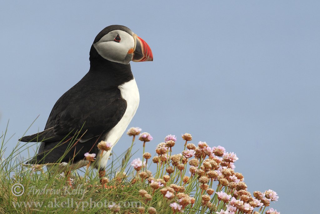 Puffin and Thrift