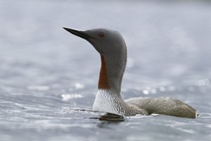 Red-throated Diver on Lake